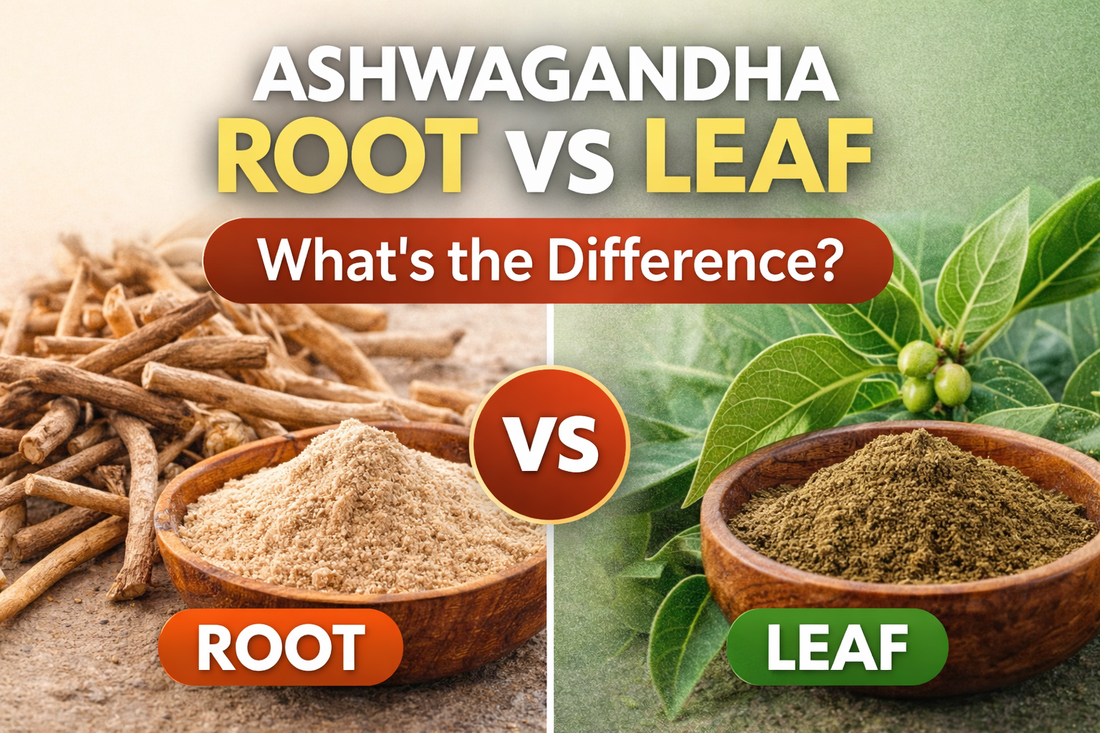 Ashwagandha root vs leaf comparison showing dried roots and powder on one side and green leaves with powder on the other